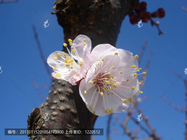 春暖花開