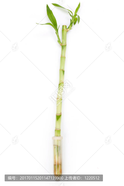 幸運竹