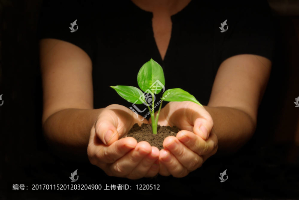 手里拿著苗