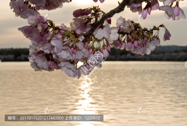 夕陽(yáng)前的櫻花