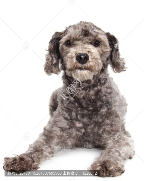 灰色貴賓犬