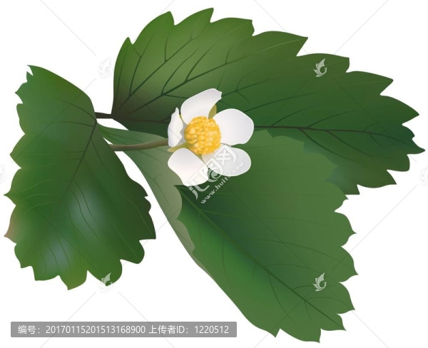 野草莓