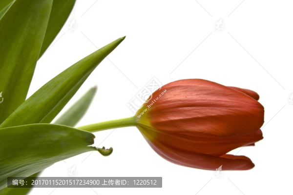 美麗的郁金香