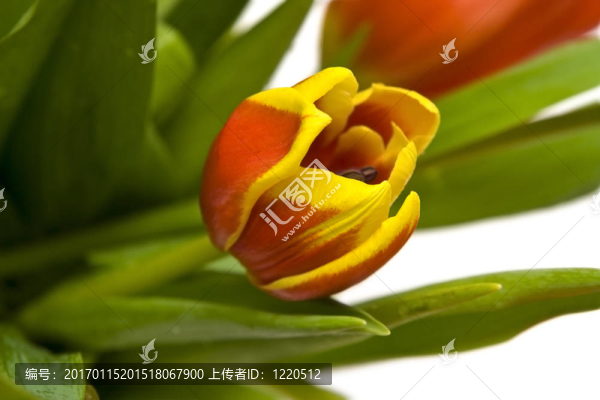 美麗的郁金香