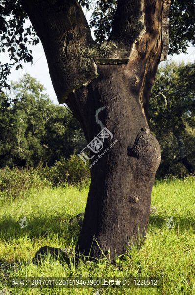軟木樹（栓皮櫟）