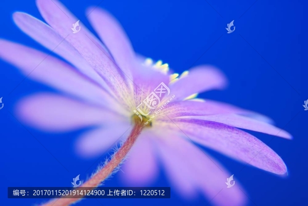 藍(lán)色的?？? title=