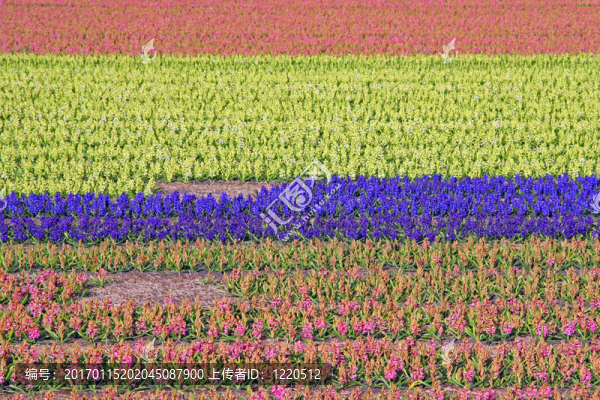 場的鮮花