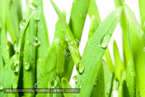 綠色的草
