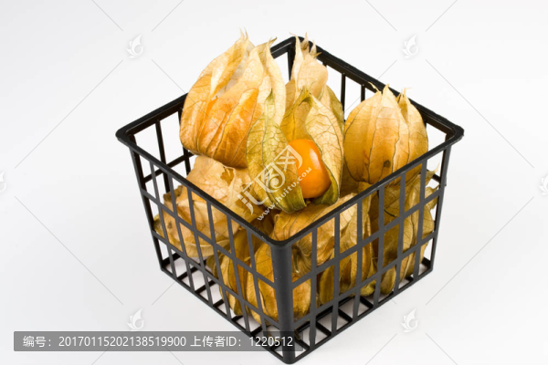 鮮酸漿