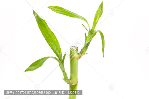 幸運(yùn)竹