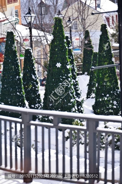 滑雪中的圣誕樹