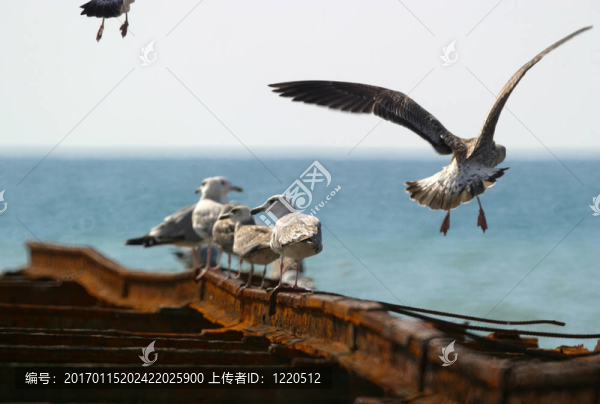 海鷗