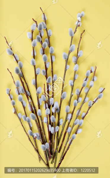 褪色柳黃