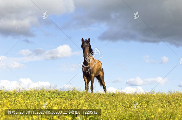 栗色的馬