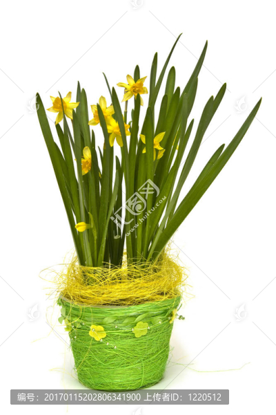 daffodiles