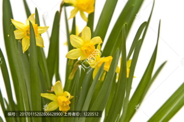 daffodiles