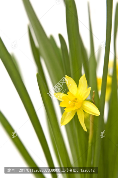 daffodiles