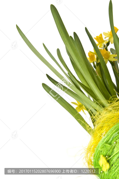 daffodiles