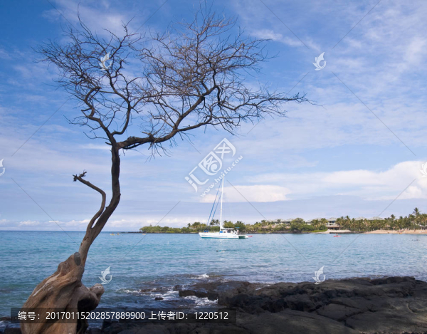 夏威夷灣與樹和船