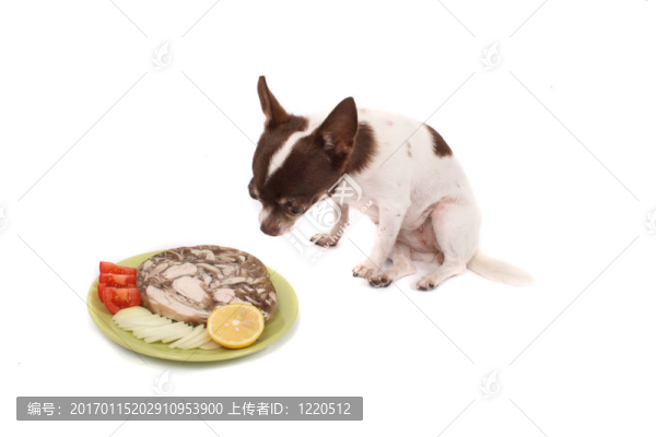 奇瓦瓦晚餐