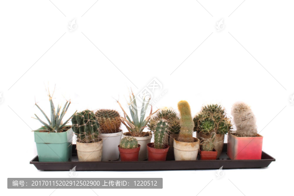 仙人掌