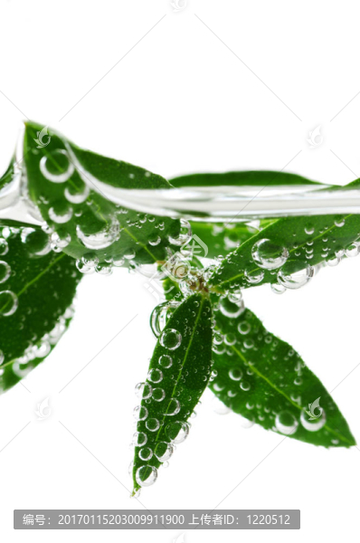 水綠葉