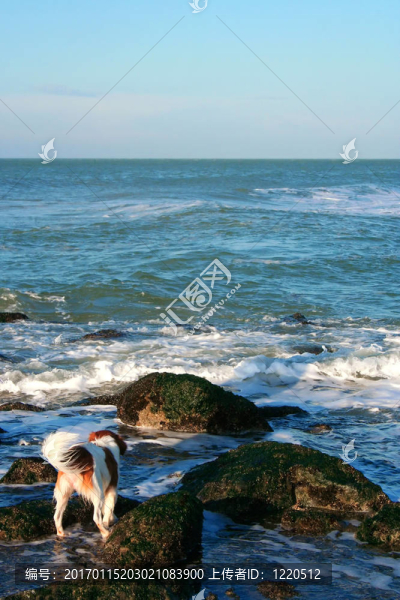 狗在atantic海洋