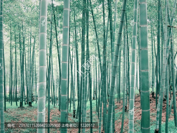 竹林