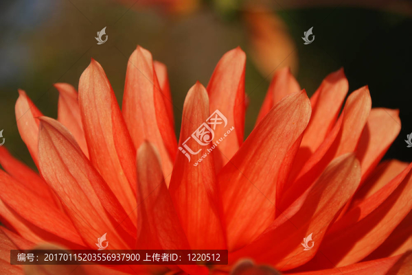 紅色的大麗花