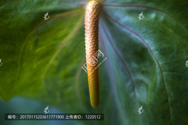 綠掌宏