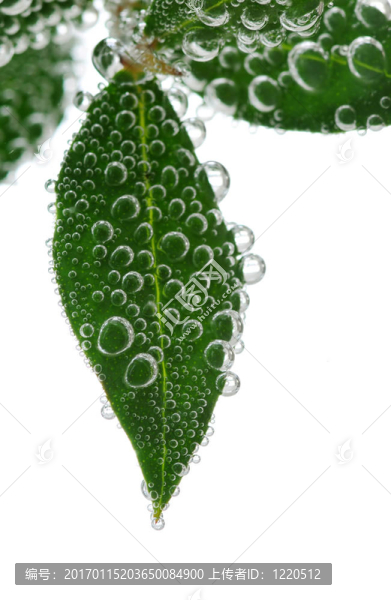 水綠葉