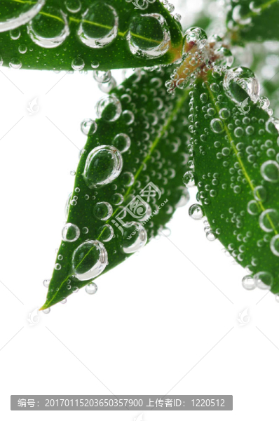 水綠葉