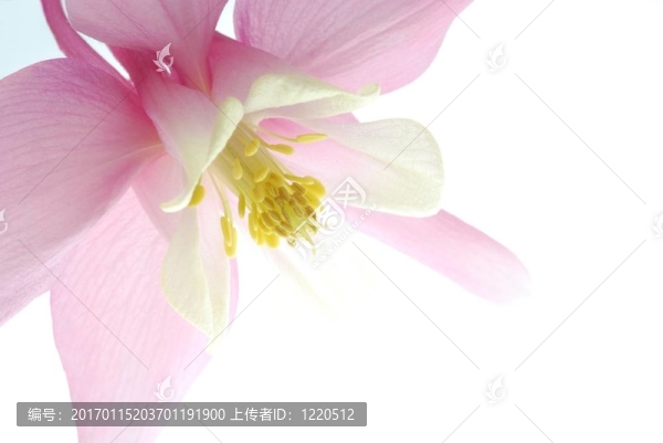 粉紅色的耬斗菜