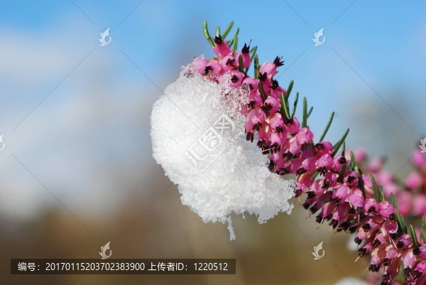 紫色的石南花