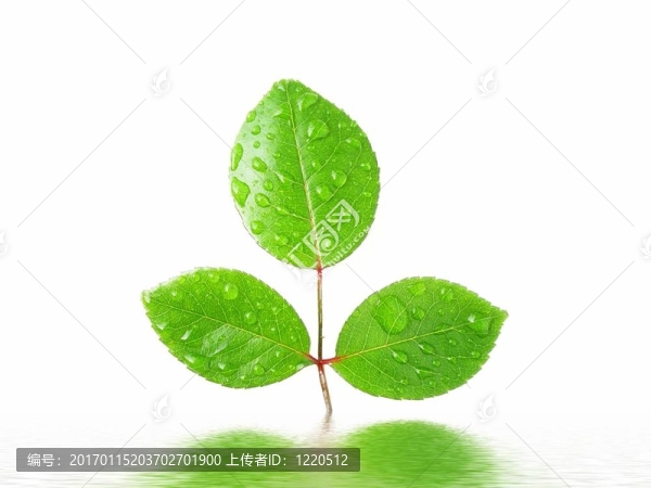 水在水中的反射