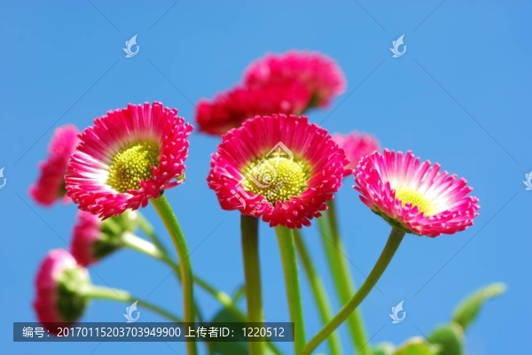 粉紅色的雛菊