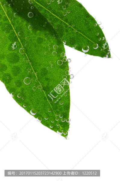 水綠葉