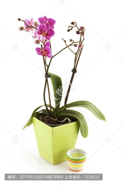 熱帶蘭花
