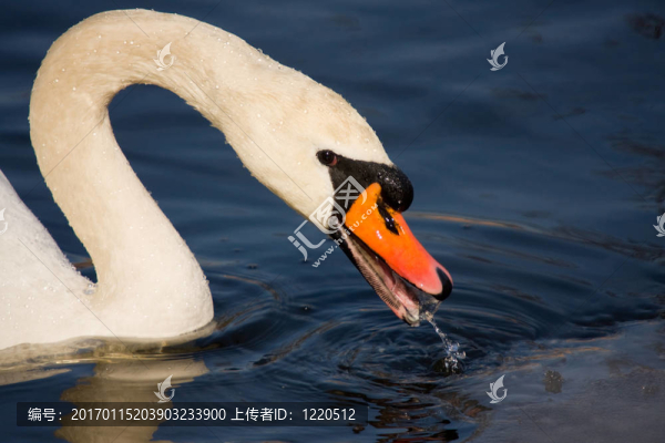 天鵝