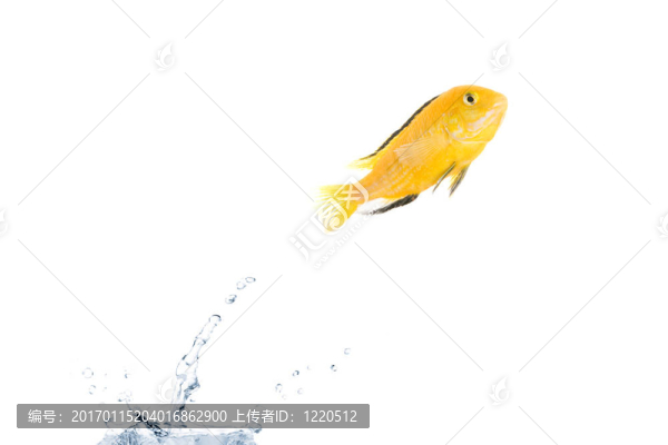 是免費(fèi)的