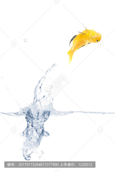 跳躍的黃色的魚