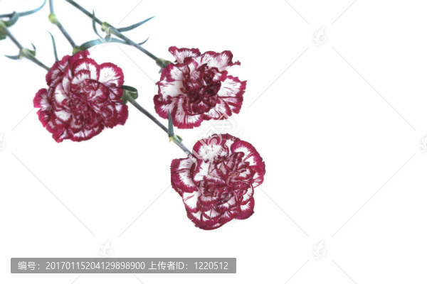 紅色的康乃馨