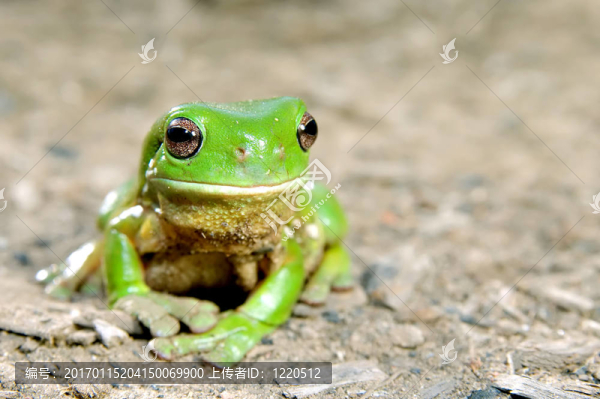 綠樹蛙