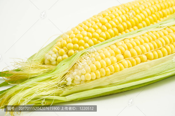 玉米