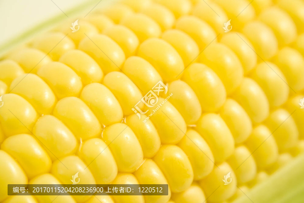 玉米地