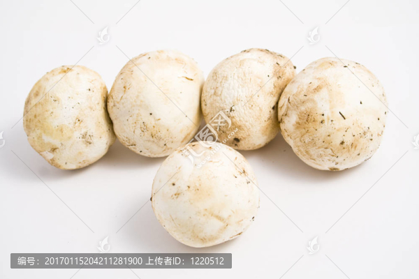 蘑菇