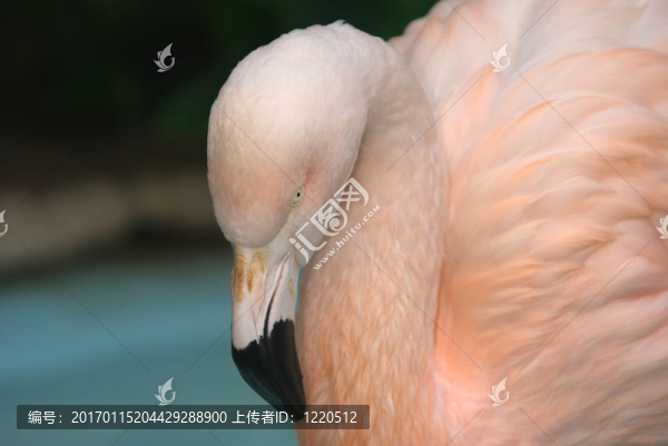 火烈鳥