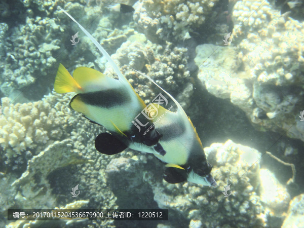 珊瑚魚