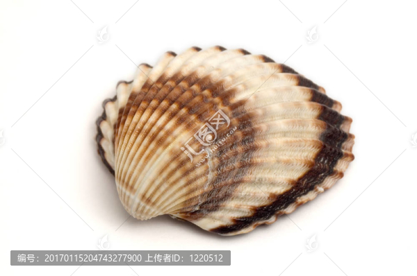 海貝殼