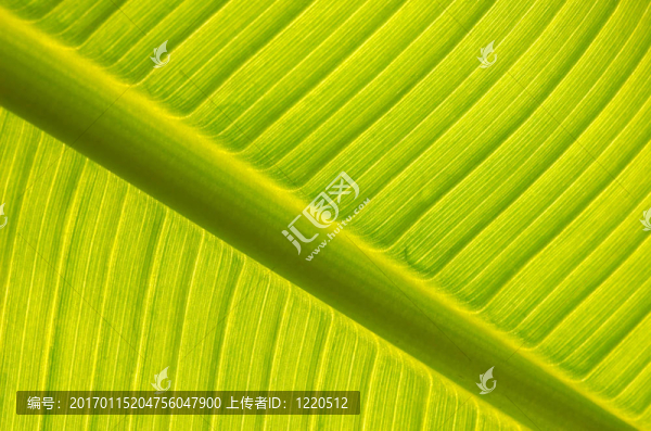 香蕉樹葉背光源